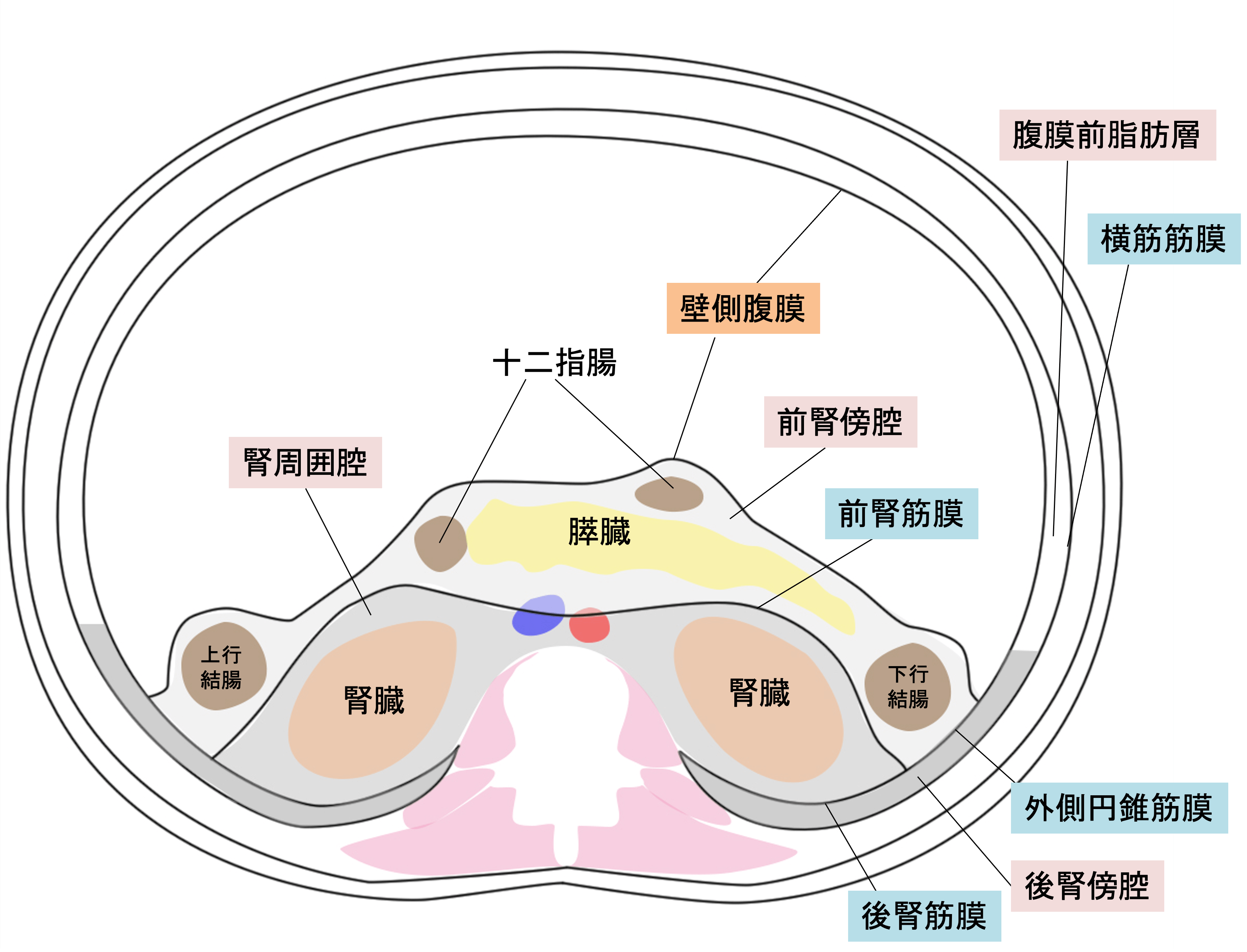 後腹膜臓器